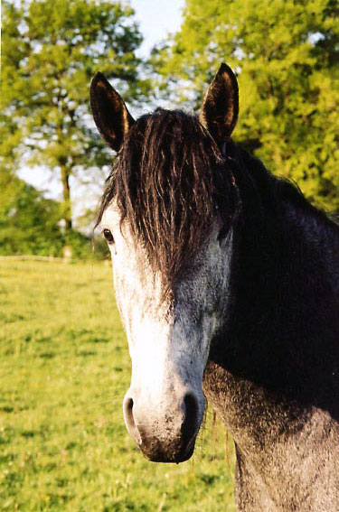 ARABE BARBE D'ENDURANCE